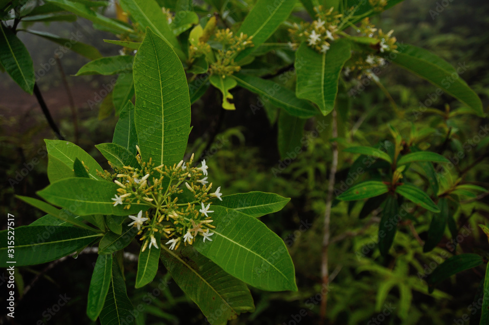 Obraz premium butterfly on flower