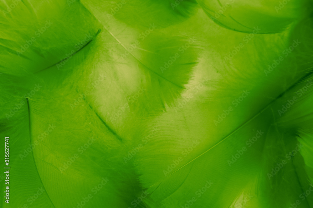 Background of Bright Green Feathers on a White Isolated Stock Photo - Image  of abstraction, feathers: 106230488