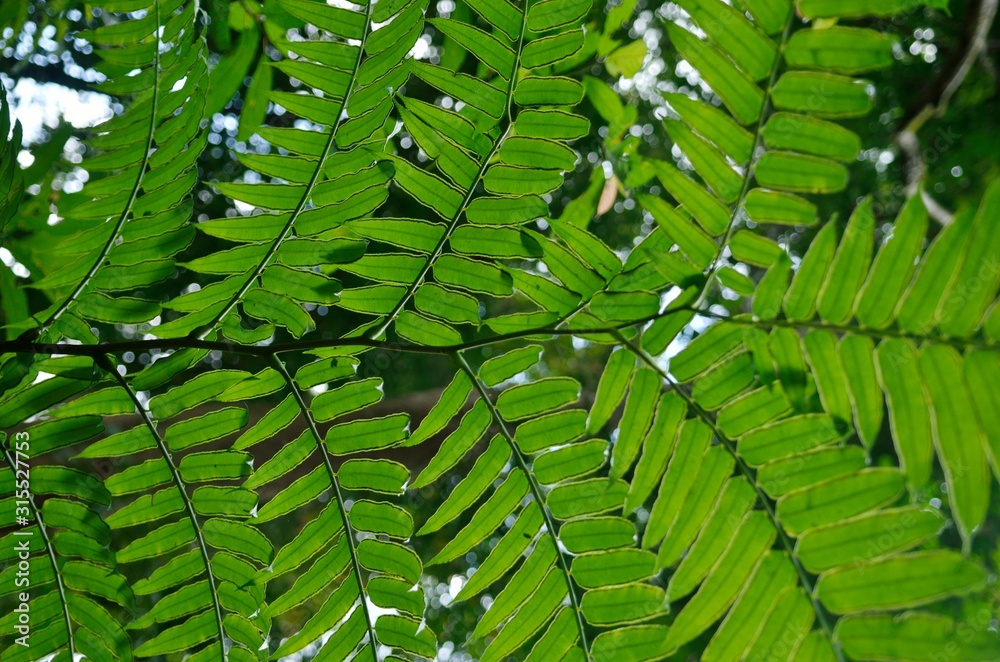 leaves of fern leaves of fern