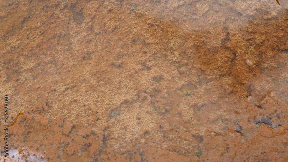 Oxygen bubbles forming by photosynthesis on the bacterial and algal scum on the bottom of a shallow pool in sunlight. Oxygen bubbles forming by photosynthesis on the bacterial and algal scum on the bottom of a shallow pool in sunlight.