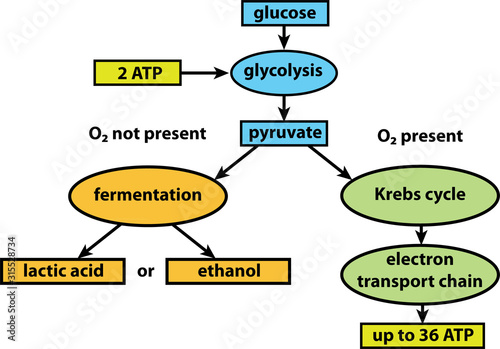 Cellular respiration pathways