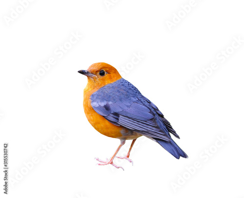 Bird Orange-headed Thrush isolated on a white background © werafotolia
