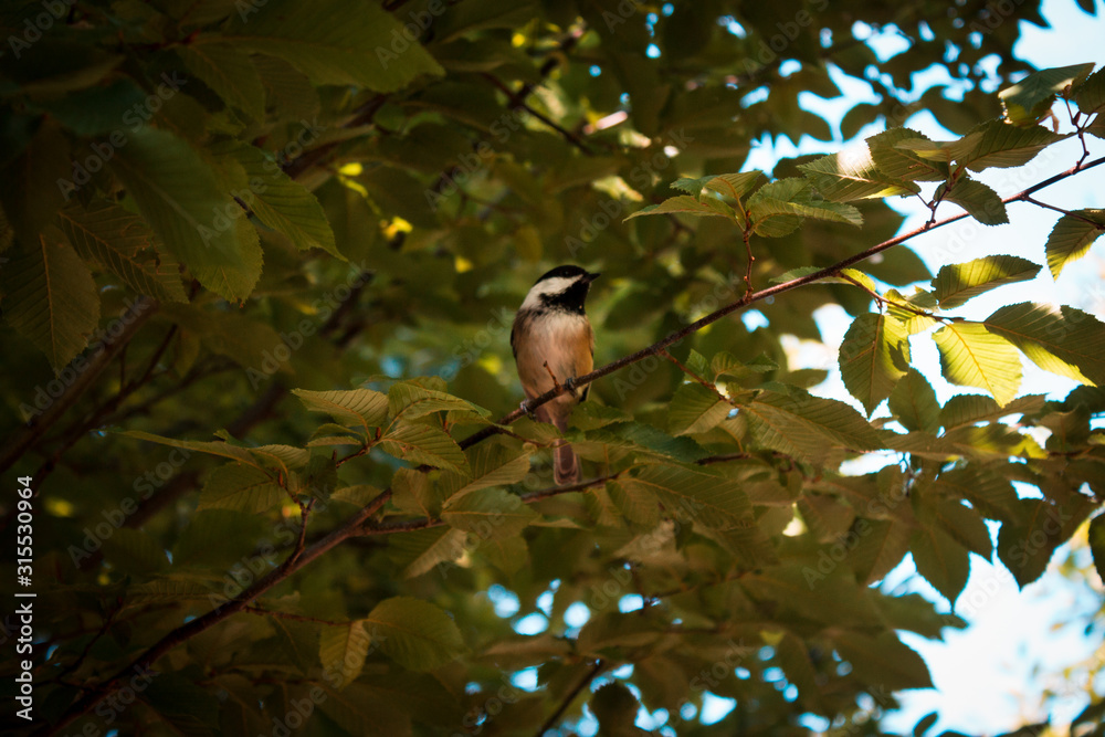 Fototapeta premium Black capped chickadee perched in a tree in the summer