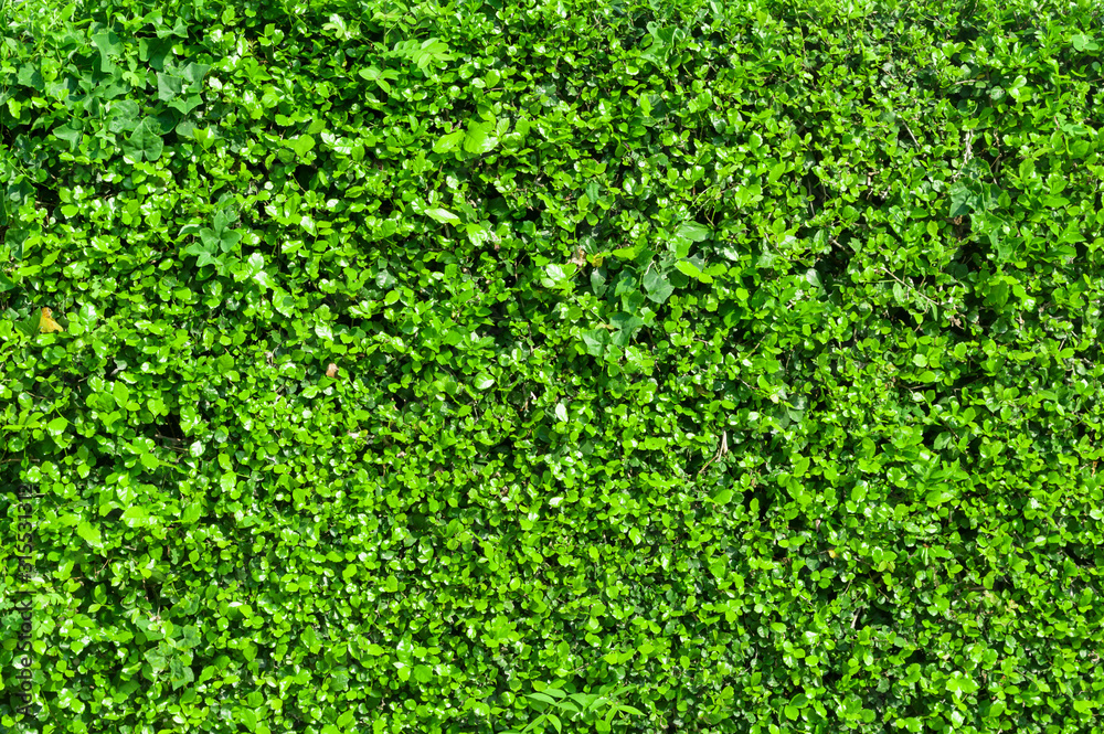 Green grass wall texture for backdrop design and eco wall. Green grass wall texture for backdrop design and eco wall.
