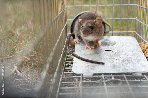 one small cute mice mouse with long tail caught metal cage trap pest control