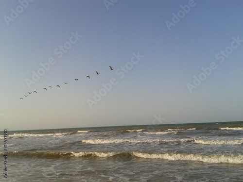 Gaviotas en Fila