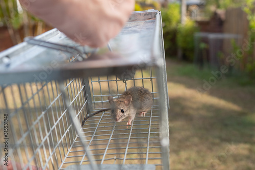 a small cute mice mouse with long tail caught metal cage trap pest control carry cage