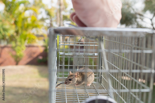 a small cute mice mouse with long tail caught metal cage trap pest control take to somewhere