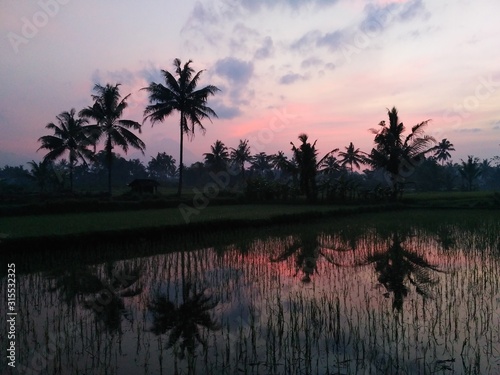 Sunrise in the rice fields with coconut trees  2180 