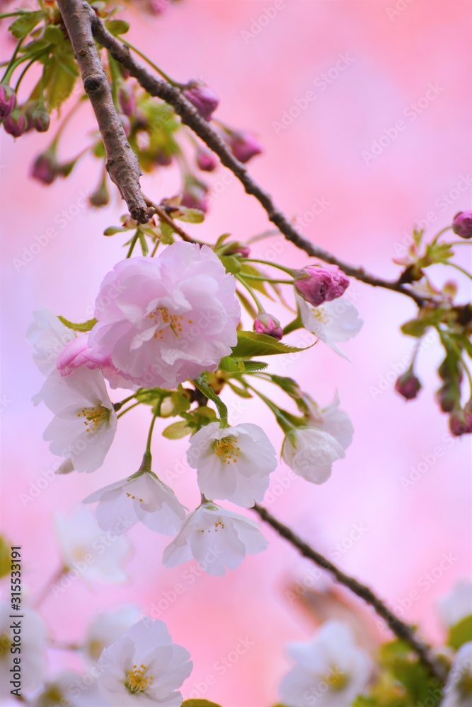 桜の枝先に咲く桜の花のクローズアップです