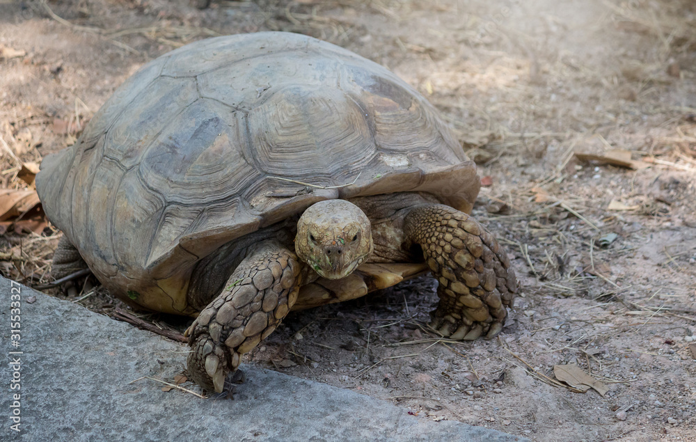 turtle on the zoo, beautiful turtles turtle on the zoo, beautiful turtles