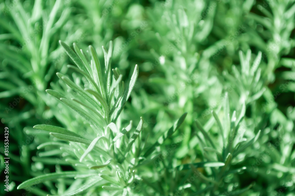 Rosemary Rosmarinus officinalis perennial herb with fragrant evergreen leaves
