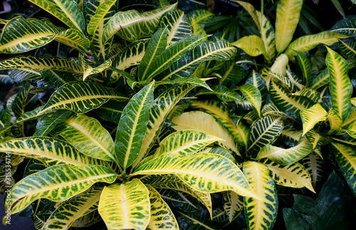 Fototapeta Naklejka Na Ścianę i Meble -  Yellow and green foliage of Croton 'Harvest Moon' plants