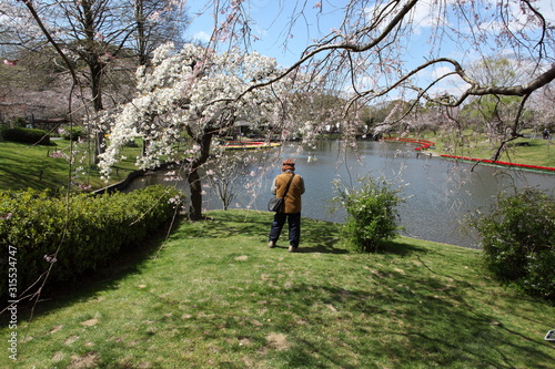 池のほとりの枝垂桜