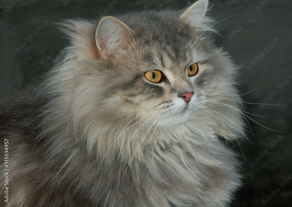 A grey fluffy purebred cat looks somewhere in the side. A grey fluffy purebred cat looks somewhere in the side.