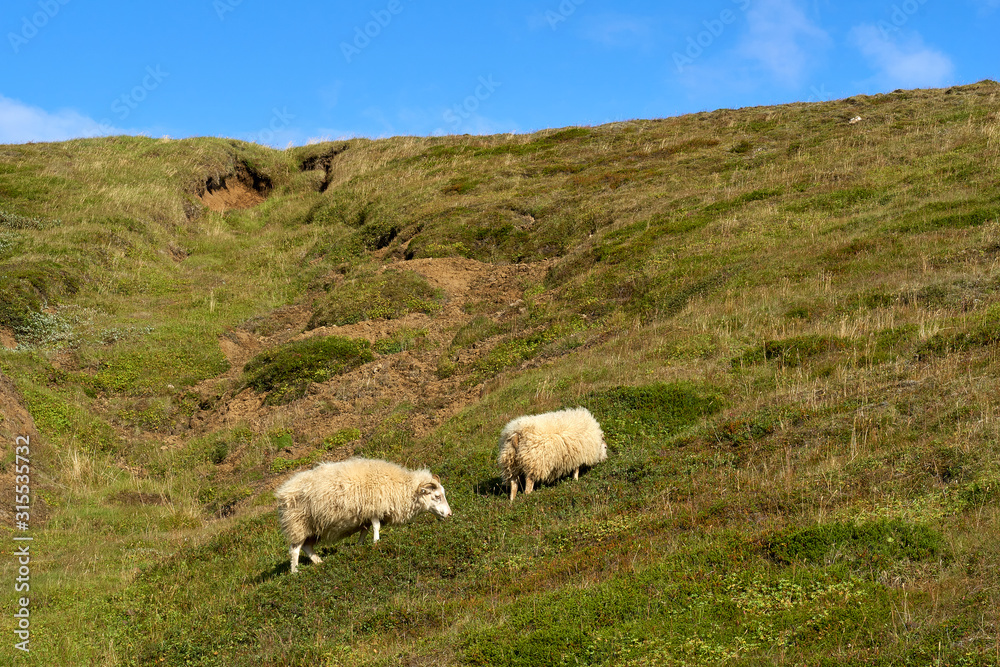 Sheep Roaming Around in Western Iceland's Green Hills During Summertime