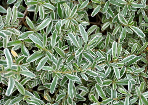 Canvas Print Green and white foliage of Kirk's Coprosma plant