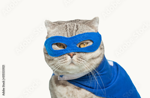 Scottish cat superhero in a mask and raincoat.poisoned or cut out on a white background for design.