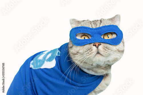 Scottish cat superhero in a mask and raincoat.poisoned or cut out on a white background for design. © Anton