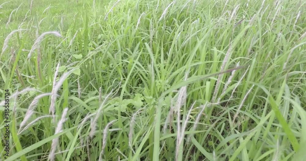 the point of view is walking on the grass in the wind the point of view is walking on the grass in the wind