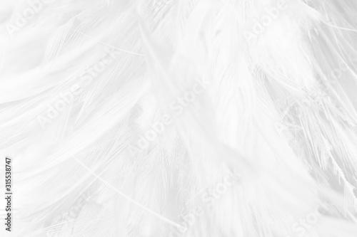 Beautiful white feather pattern texture background © nadtytok28