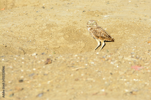 borrowing owl standing over it borrow © MikeFusaro