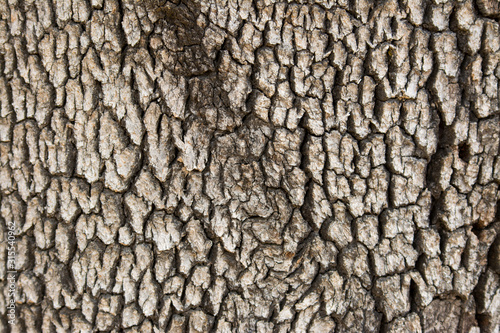 oak tree bark pattern background