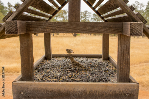 small songbirds eating out of a bird feeder with seed