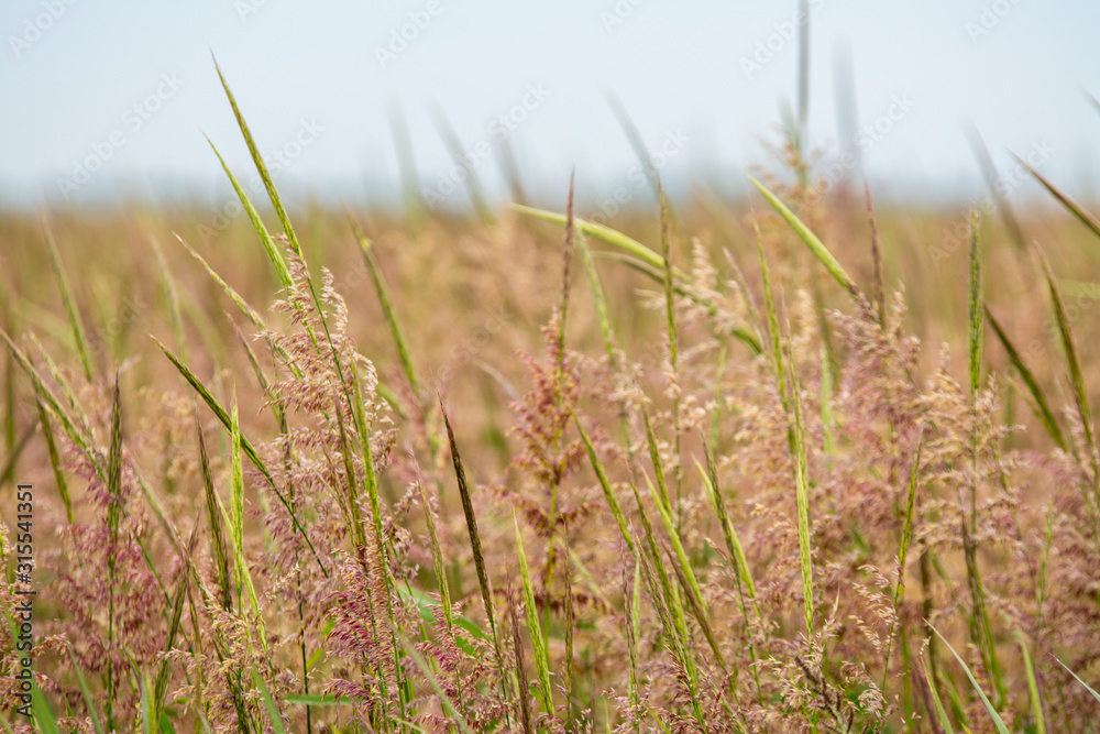 tall rice stocks and seed pods 