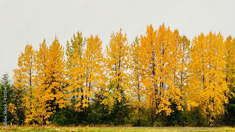 Fototapeta premium Alaska