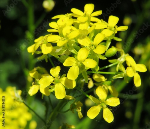 Yellow barbarea flowers in the meadow, closeup photo