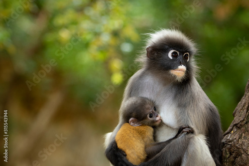 Photography dusky leaf monkey in thailand national park