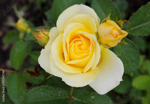 Very beautiful yellow rose in the flowerbed. Yellow rose with buds on a background of blurred greenery in the garden. Flower of friendship, purity, charm, innocence, love, happiness