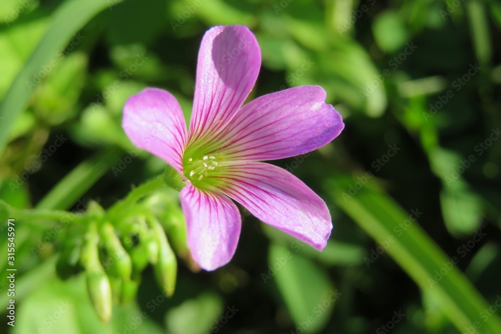 Beautiful pink oxalis flower in Florida nature, closeup Beautiful pink oxalis flower in Florida nature, closeup