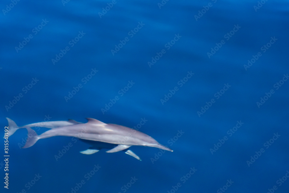 Topview of Dolphins swimming in the the blue sea near Similan Islands National Park, Phang Nga Province, Thailand, Asia.. For background purpose because of defocus and blurred dolphin. Topview of Dolphins swimming in the the blue sea near Similan Islands National Park, Phang Nga Province, Thailand, Asia.. For background purpose because of defocus and blurred dolphin.