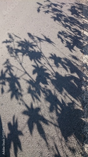 Shadows of the castor bean leaves