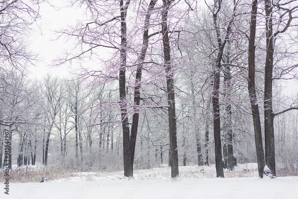 Naklejka premium trees under snow in the winter forest