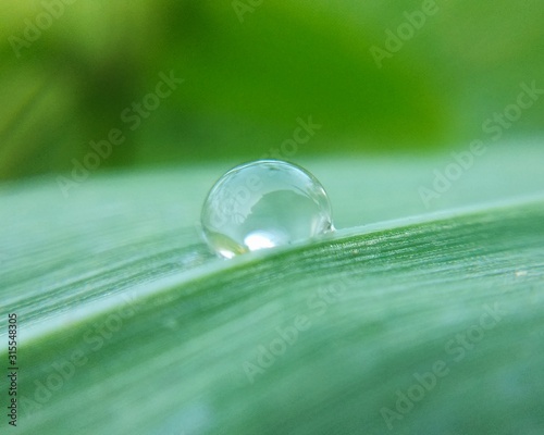 Droplet of water on leaf 