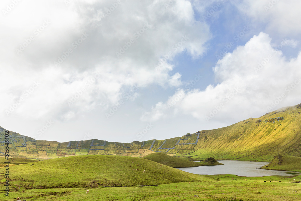 Cattle grazing in the amazing basin of the Corvo Crater on the island of Corvo in the Azores, Portugal.