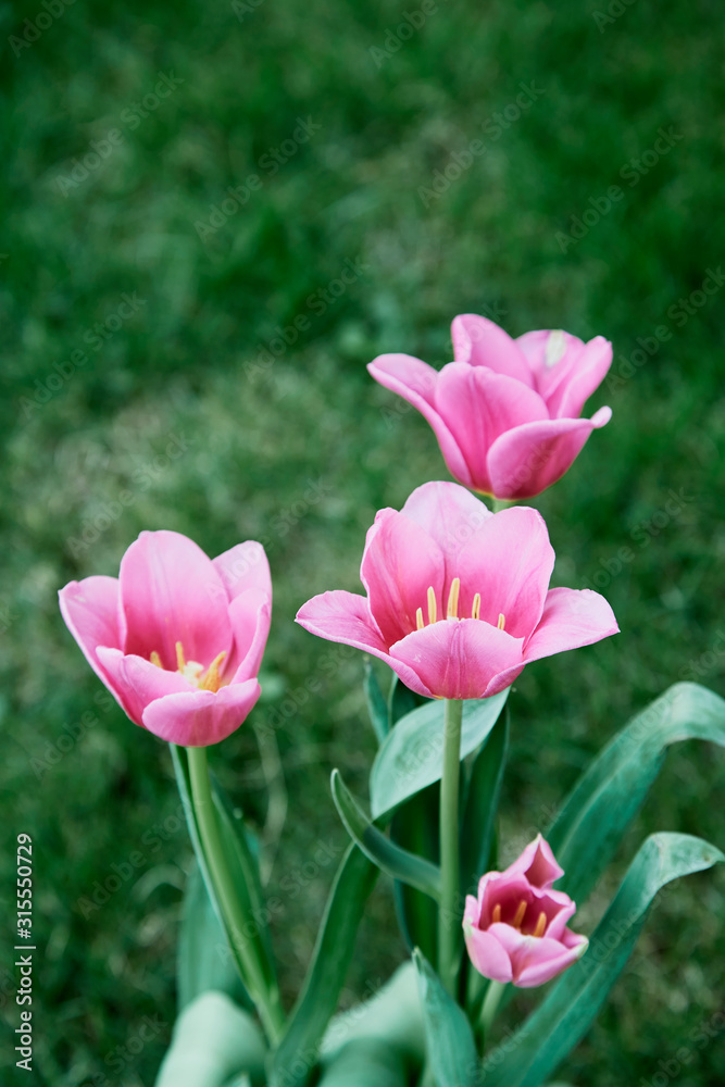 Obraz premium Pink tulips in garden background