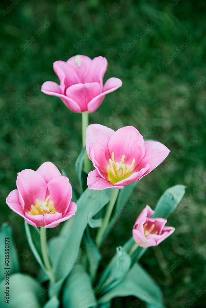Pink tulips in garden background Pink tulips in garden background