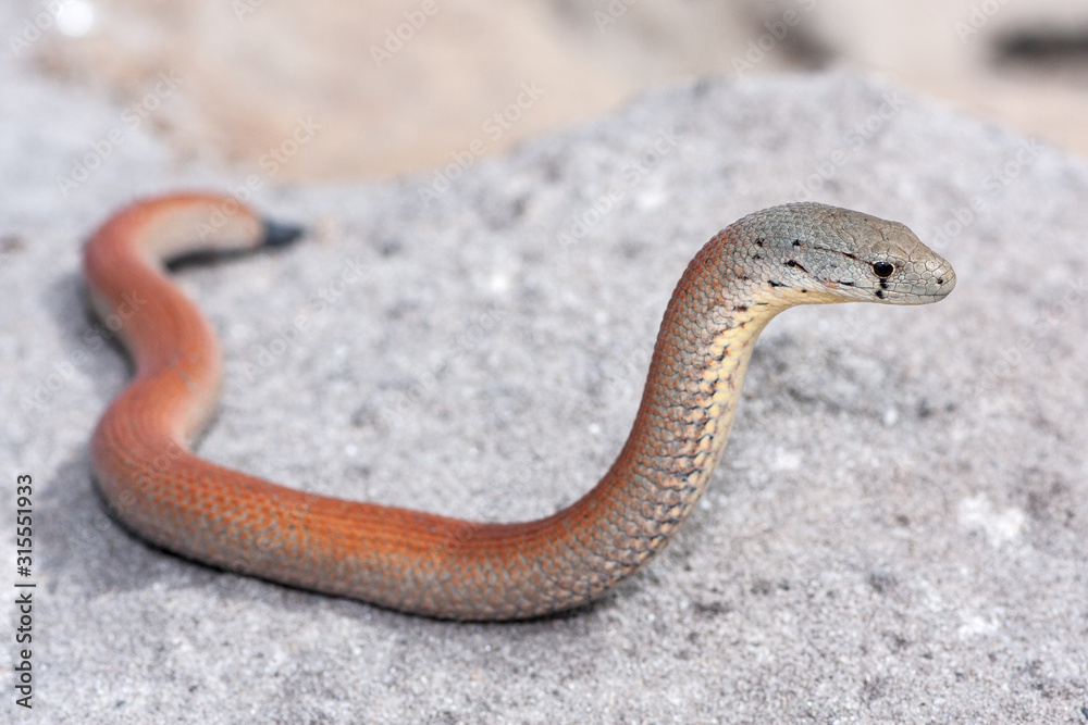 Common Scaly-foot Legless Lizard Common Scaly-foot Legless Lizard