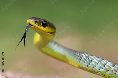 Common Tree Snake tasting the air with it's tongue