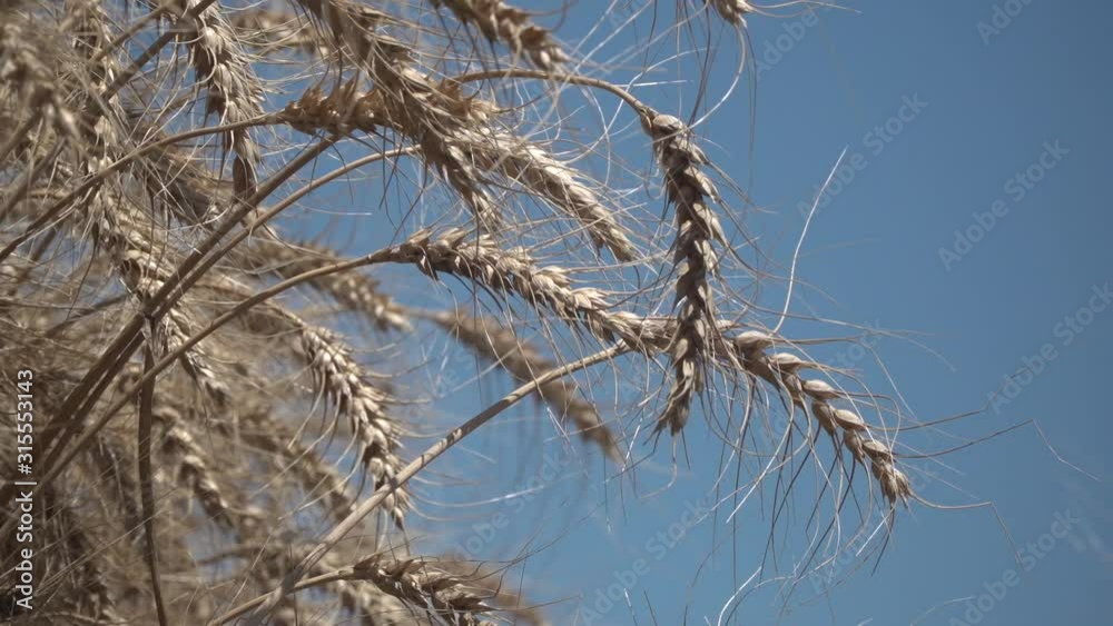 Ears wheat and blue sky Ears wheat and blue sky
