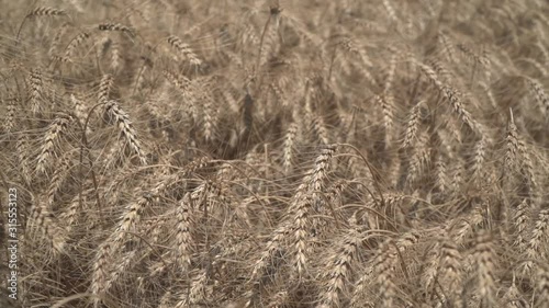 texture of dry grass