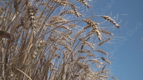 Ears Wheat and sky