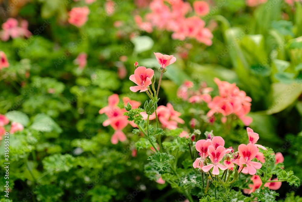 beautiful pretty crimson geranium plant full of flowers beautiful pretty crimson geranium plant full of flowers