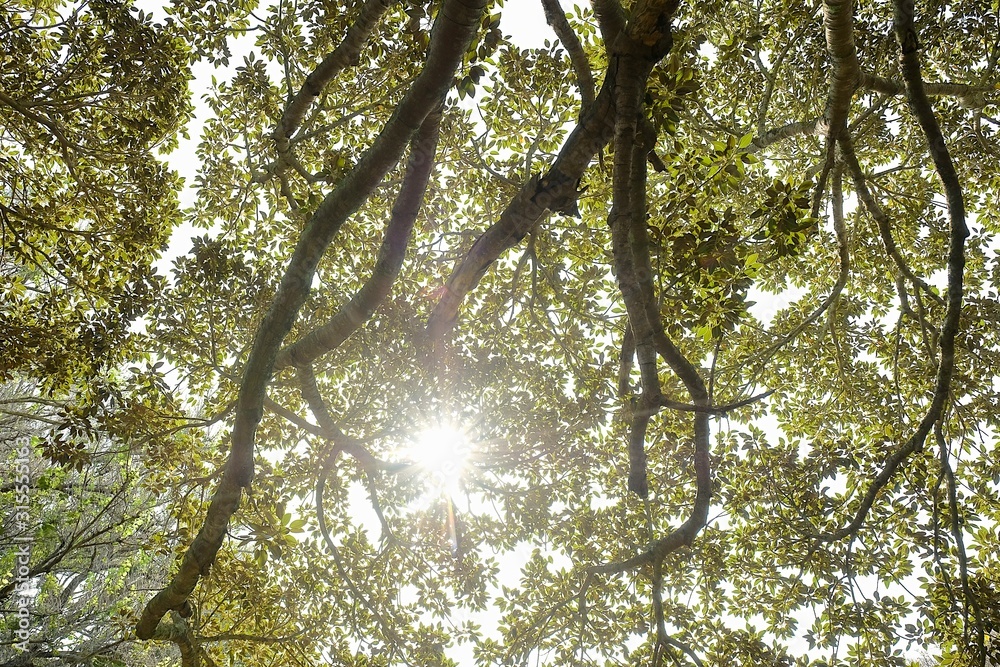 Naklejka premium beautiful sun rays shining through the trees of a botanical garden