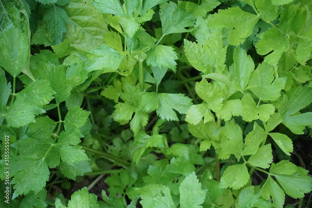 background of green leaves background of green leaves
