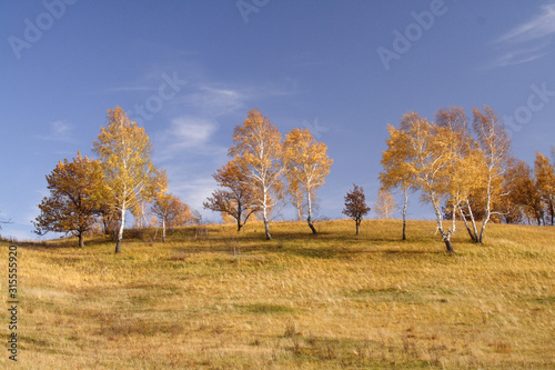 Autumn yellow landscape against the blue sky